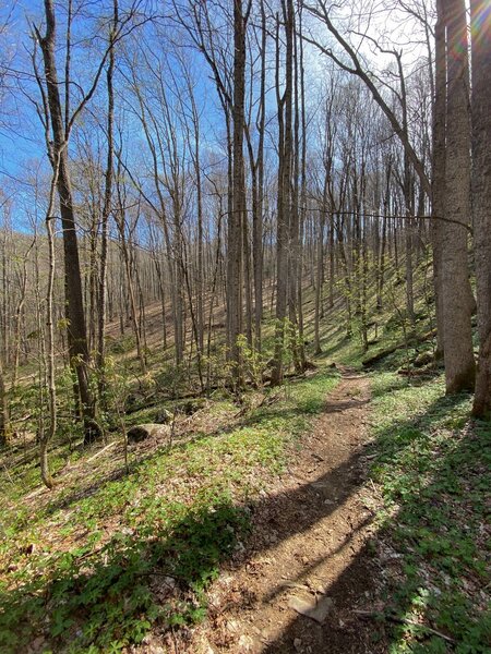 Rolling trail along the mountain.