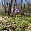 Dwarf Larkspur on the trail