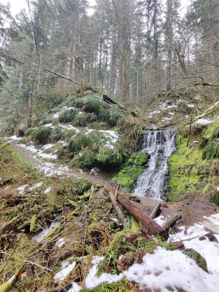 Waterfall near Gales Creek Trail not far from the campground.