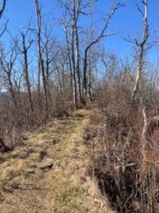 Topside. Between Tellico Gap and NOC. Great views once you get here and flat for a bit.