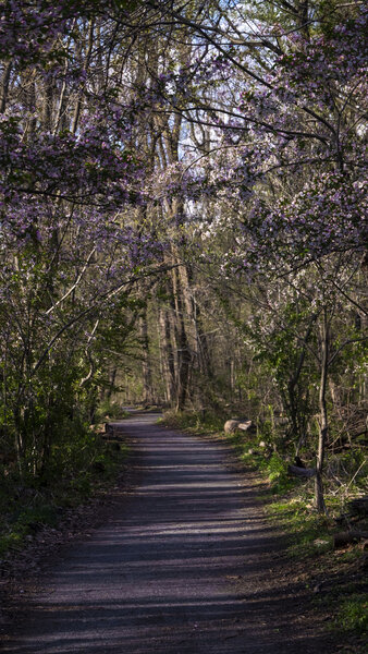 Bridle Trail