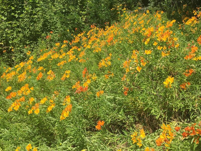 Wildflowers along the trail