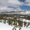 3-Fingered Jack from North Blowout shelter (4-22-2022)