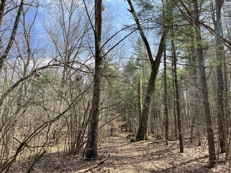 A sample of the trail in late April