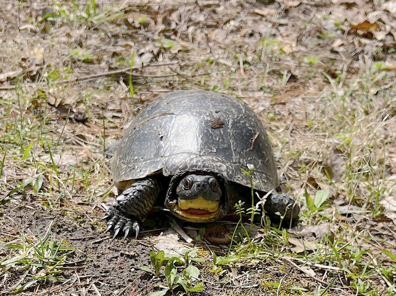 Box turtle