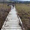 Boardwalk into the swamp area.