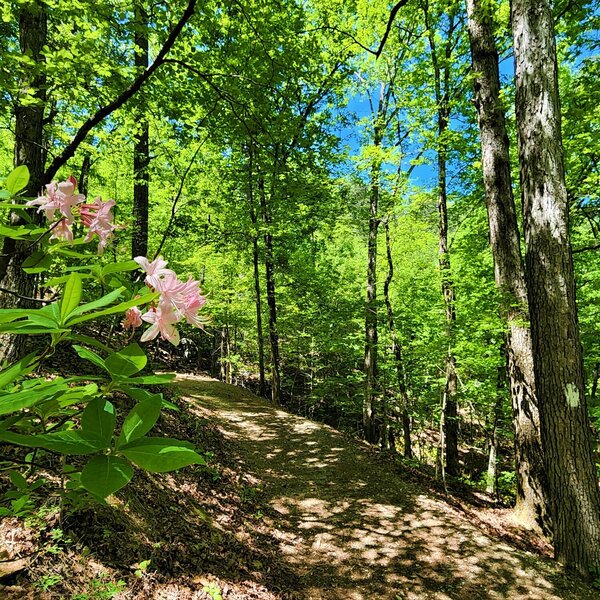 View from the trail