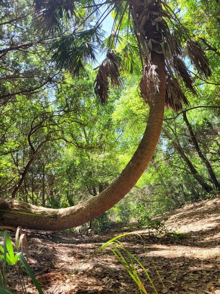 Shade along the way.