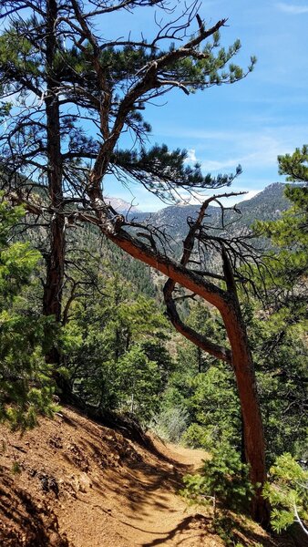 Broken Tree Archway