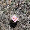 Blooming Cactus