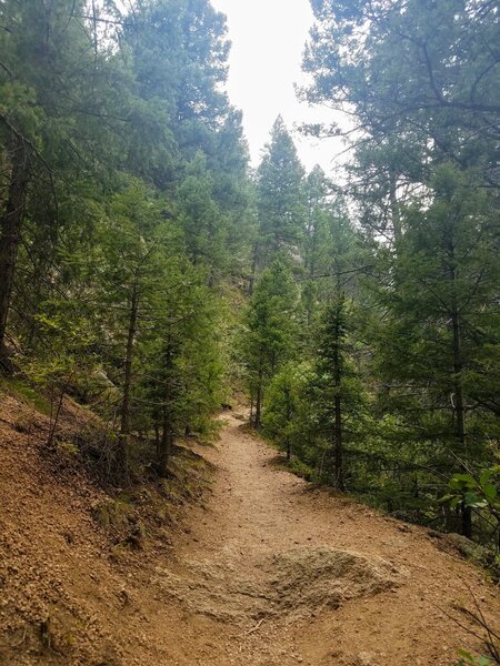 Trail meanders through pines.