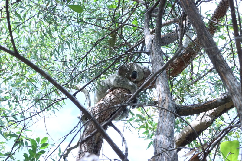 Koala snoozing in a tree