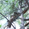 Koala snoozing in a tree