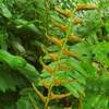 Spores on the underside of wood fern leaves.