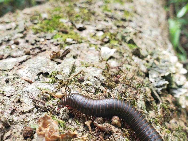 A common millipede hanging out on a downed tree. They have anywere from 80-400 legs (depending on their body length)!!