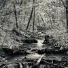 This pic was taken over the weekend at Cadron Settlement just as you start up the hill. I thought the black and white would be something different.