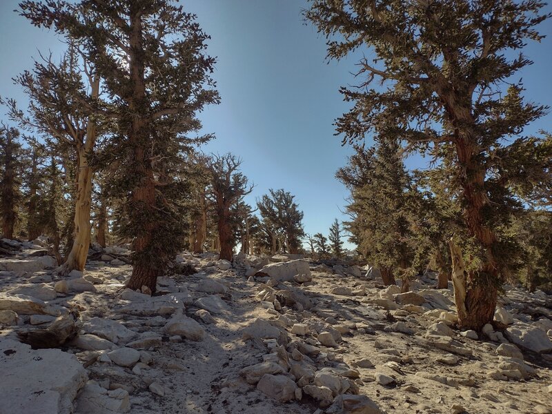 Approaching Cottonwood Pass from the northwest, on the PCT.