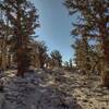 Approaching Cottonwood Pass from the northwest, on the PCT.