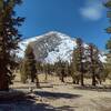 Mount Guyot, 12,300 ft. looms behind Guyot Meadows, looking south-southwest on the PCT.