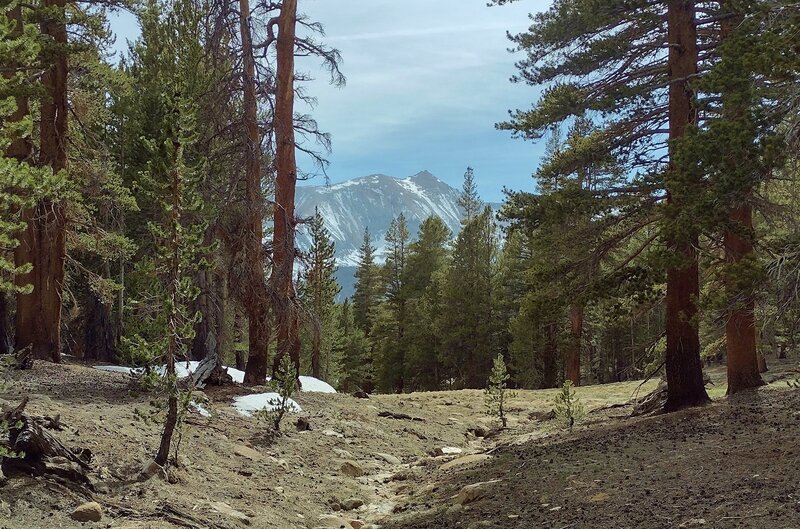 The northern end of Red Spur ridge peaks through the trees from the far side of Kern Canyon. Seen looking southwest from the PCT just north of Crabtree Meadows.