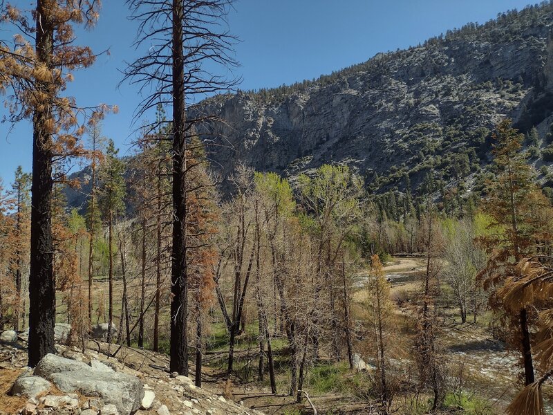 The Kern River meanders through the broad meadows of the Kern Canyon floor, beneath the 1,200 foot east wall cliffs.