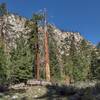 2,500 foot cliffs of the west wall of Kern Canyon near the Lower Kern Bridge.