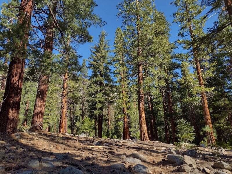 The beautiful sequoia forest of the Lower Kern Trail.  These are BIG trees.