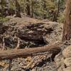 The Natural Bridge (center).  The trail crosses Malpais Creek that empties into Golden Trout Creek, on the Natural Bridge, as the creek goes through the dark hole under the bridge.