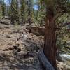 The trail crosses Malpais Creek on the Natural Bridge (center). Malpais Creek cascades downstream (lower right) after emerging from the Natural Bridge.