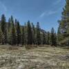 Pretty meadow along Golden Trout Creek Trail beginning to turn spring green in early May.