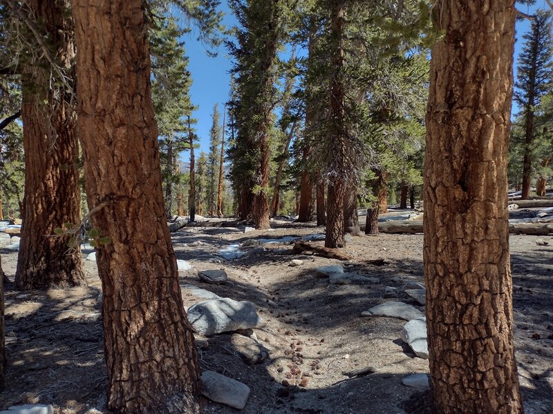 The pretty forest over Trail Pass.  This is typical of the forested hills of Golden Trout Wilderness, Inyo National Forest.