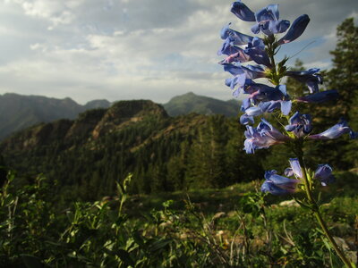 Beardtongue flower in the Broads Fork Basin