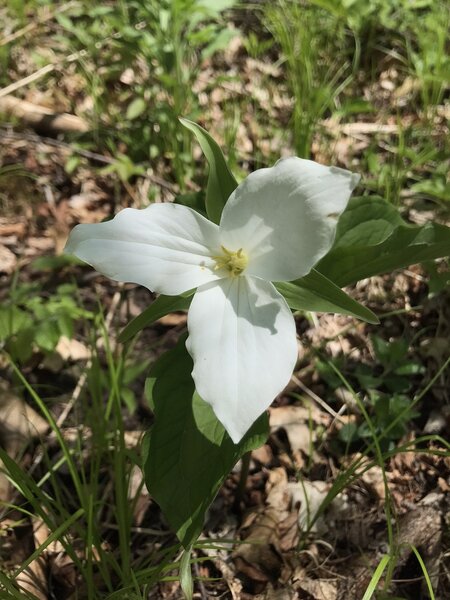 Large-Flowered Trillium