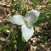 Large-Flowered Trillium