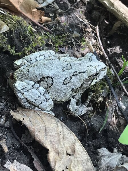 Common Gray Tree Frog