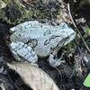 Common Gray Tree Frog