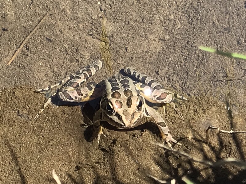 Pickerel Frog