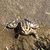 Pickerel Frog