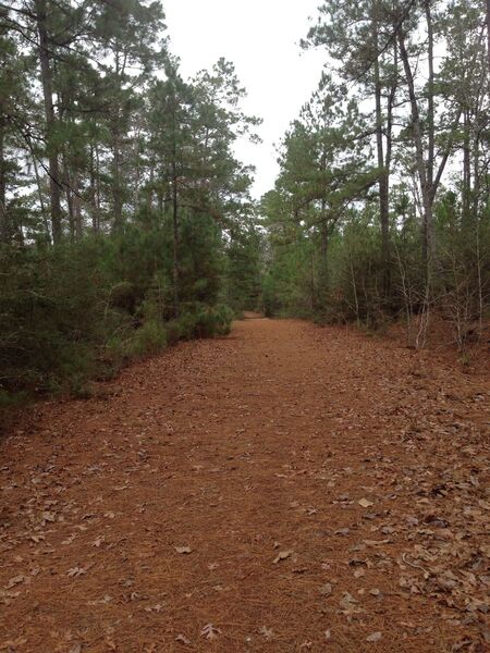 Typical view of the trail