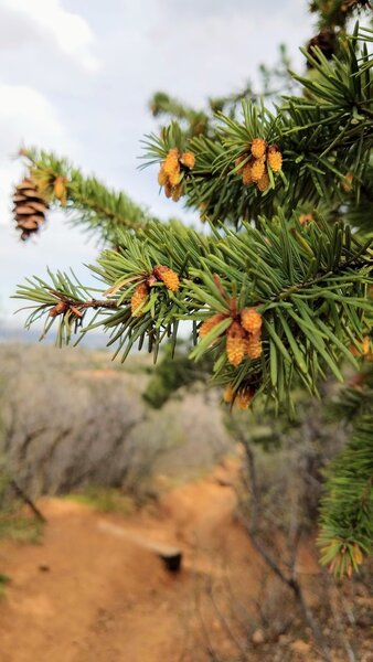 Emergence of spring in the pines