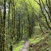 Fir and maple forest