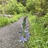 Camas on the edge of the trail