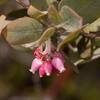 Manzanita (photo by Norvin Knight)