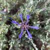 Sage, my favorite plant in the mountains of the US west: beautiful to look at and wonderful to smell after crushing a few leaves on your beard.