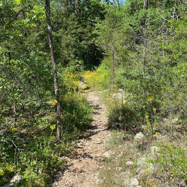 Hike on the White loop