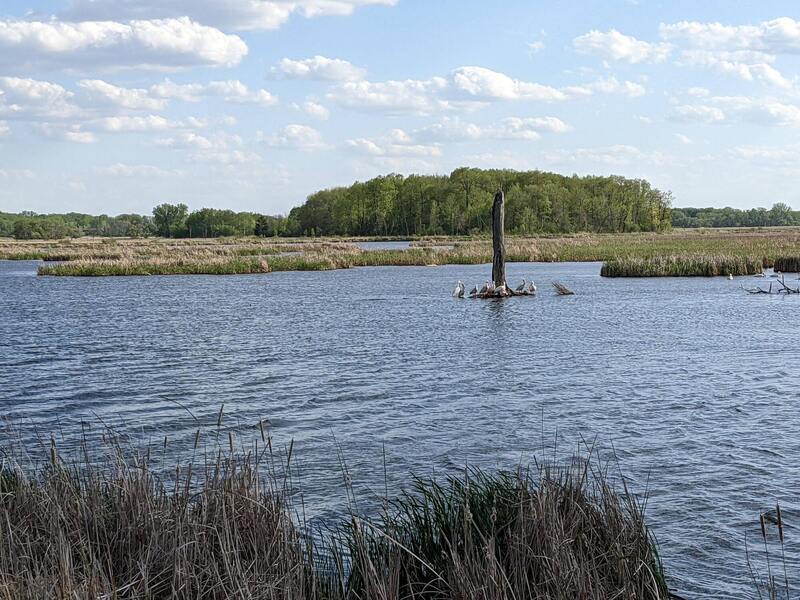 Pelicans hang out at the base of an old tree