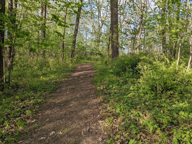 The loop is all wide doubletrack, with some woods and some prairie areas mowed.