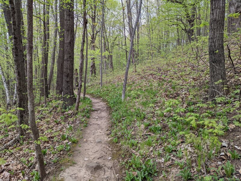 Nice singletrack trail through these woods.