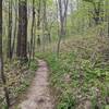 Nice singletrack trail through these woods.