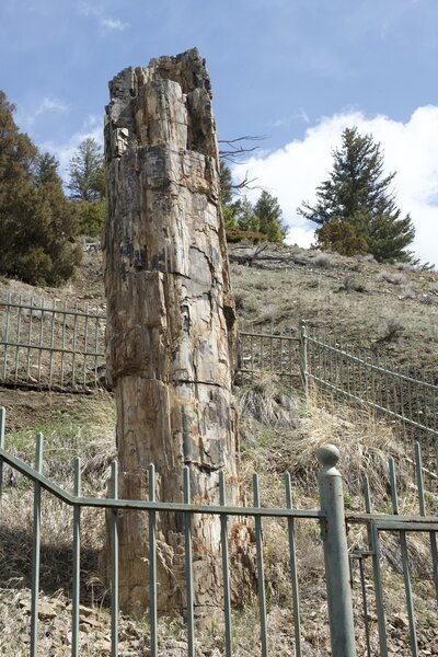 The petrified tree is protected by a gate, but allows you to see what a petrified tree looks like.